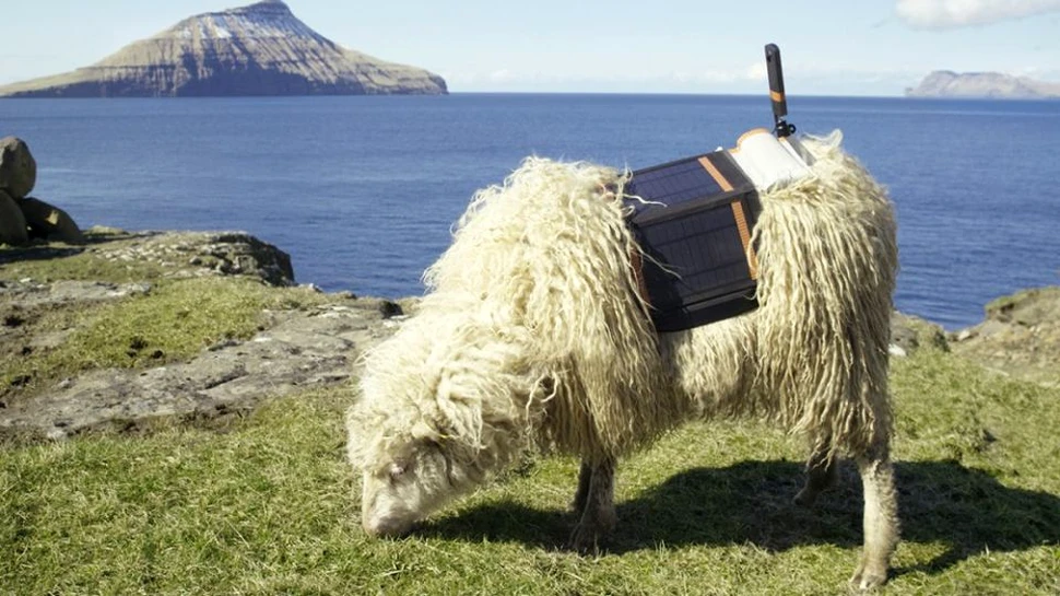 De la Google Street View la Sheep View: Locuitorii insulelor Feroe au montat camere 360 pe oile lor – VIDEO