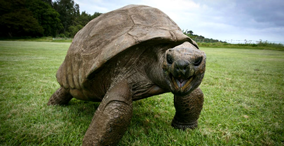 De ce ar putea dispărea broaştele ţestoase mai repede decât se credea