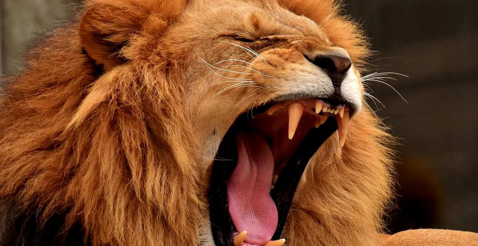 Oxitocina, „hormonul iubirii”, transformă leii fioroși în pisicuțe