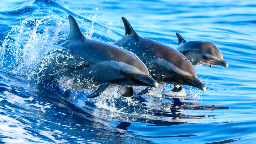 Algele toxice au ucis sute de delfini și lei de mare pe coasta Californiei