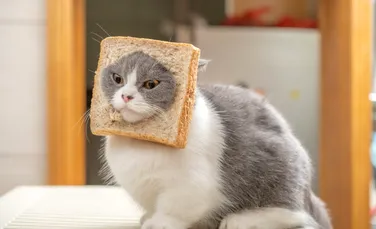 Test de cultură generală. Pisicile au voie să mănânce pâine?