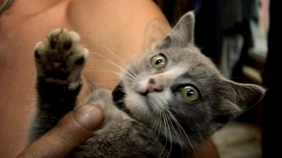 Pisoiul cu 4 urechi frange inimile rusilor (FOTO)