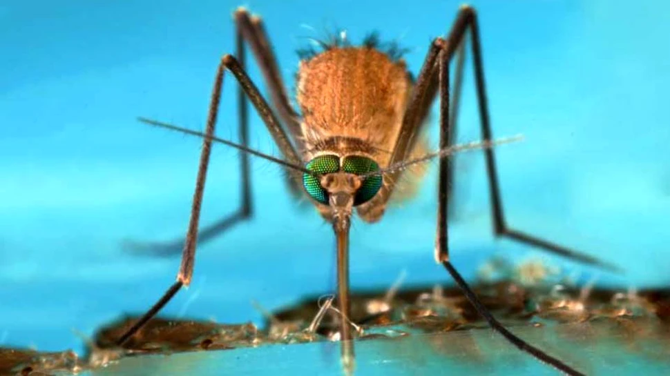 Ţânţarii creaţi în laborator ar putea fi eliberaţi în natură pentru uciderea insectelor purtătoare a unor virusuri periculoase precum Zika