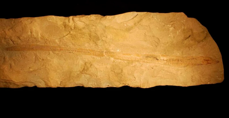 O fosilă veche de 100 de mii de ani conţine creatura ce oferă informaţii despre evoluţia vertebratelor