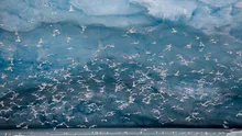 Niveluri ridicate de mercur au fost găsite în păsările din Svalbard