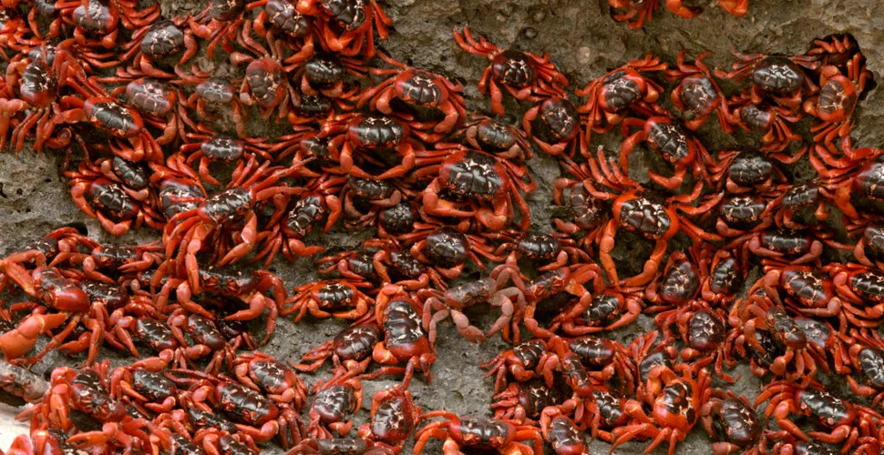 Crabii de pe Insula Crăciunului, „împiedicați să migreze” din cauza secetei extreme