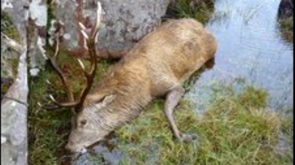 Lupta pana la moarte intre doi cerbi