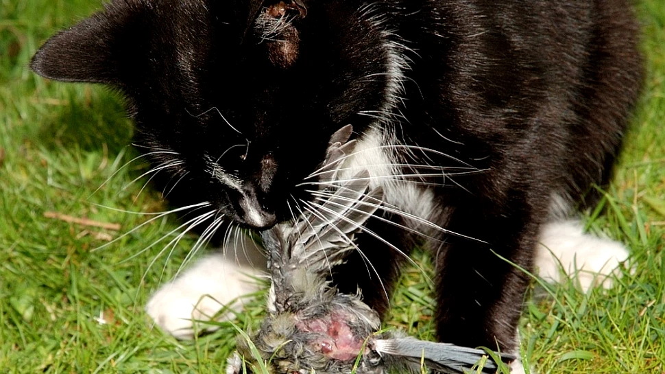 Felinele comit masacre: 20 de miliarde de mamifere sunt ucise anual de pisici!