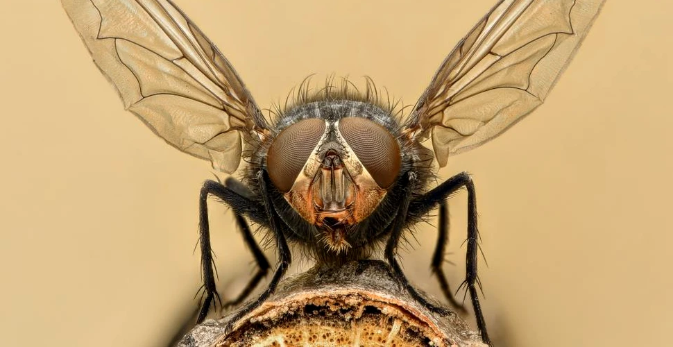 Descoperire uimitoare cu privire la banalele muşte pe care nici chiar unii oameni nu o au
