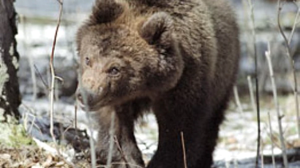 Atacul unui urs duce la moartea a doi geologi