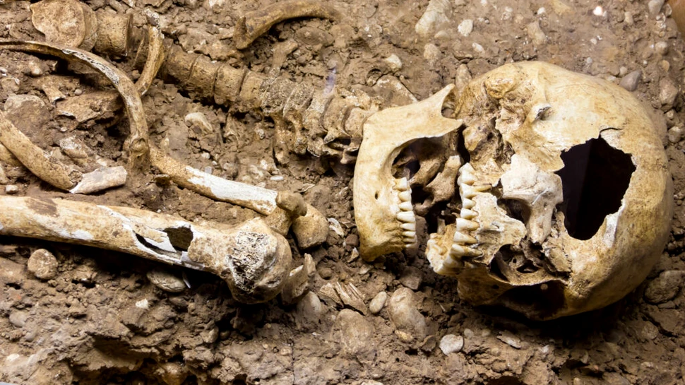 Un craniu de lup, depus de hoți într-un mormânt din Dobrogea pentru a se proteja de spiritul celui mort