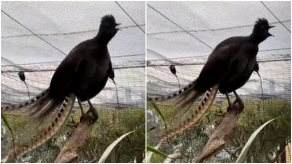 O pasăre superbă dintr-o grădină zoo a învățat să imite la perfecție țipetele unui bebeluș