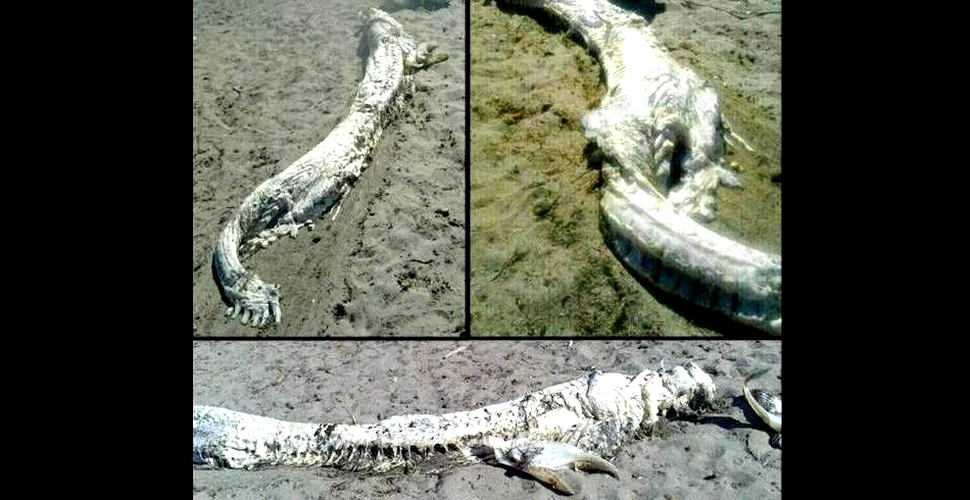 Ce este acest „monstru marin” eşuat pe o plajă din Spania?