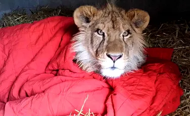 Un pui de leu salvat acum doi ani nu poate adormi fără pătură chiar şi după ce a crescut mare – FOTO+VIDEO