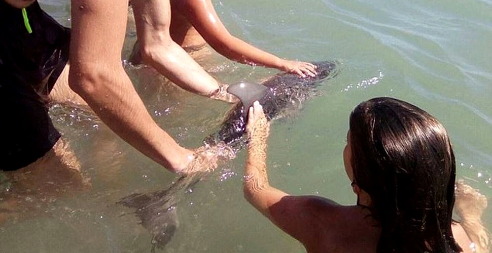 O nouă victimă a fenomenului selfie: Un pui de delfin a fost omorât de turiştii din Spania