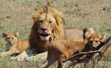 Mai există şi dreptate: leii au omorât şi mâncat un braconier în Africa de Sud