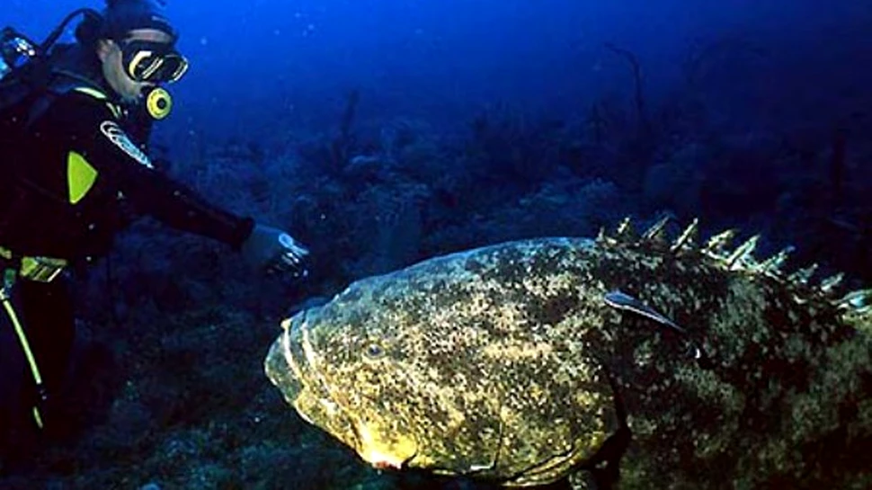 Peste gigant necunoscut, descoperit in Pacific