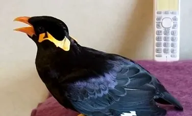 Pasărea care ştie să vorbească în limba japoneză. Ce i-a spus stăpânului său, la telefon (VIDEO)