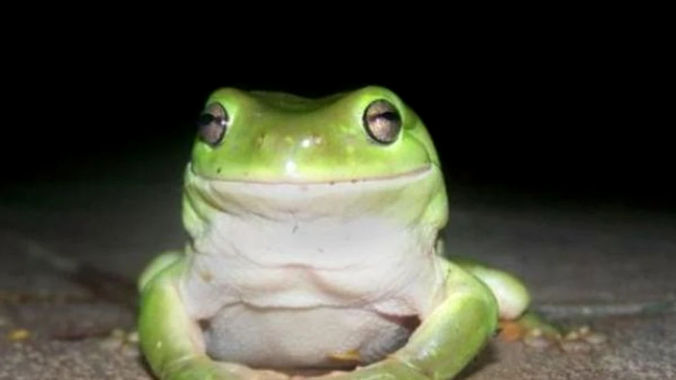 In viata, gingasia poate ascunde secrete mortale (FOTO)