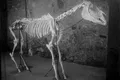 Scheletul unui cal din Pompeii, restaurat și expus după decenii de neglijență