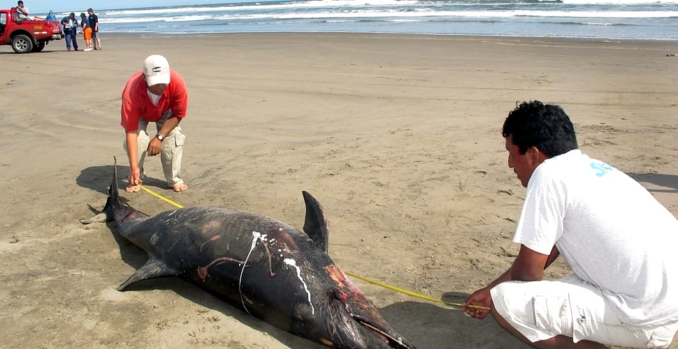 Setea de petrol, vinovată de moartea misterioasă a aproape 1.000 de delfini?