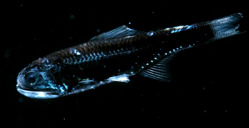 Un studiu dezvăluie modul în care peștii antici au colonizat adâncurile mărilor