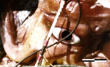 Test de cultură generală. Care animal are cei mai mari ochi din lume?