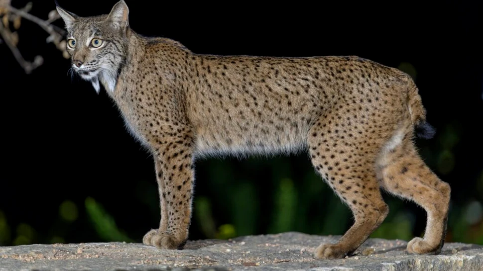 Râsul iberic, salvat de la dispariție prin eforturi extraordinare de conservare