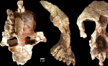Un craniu misterios contestă teoria privind locul în care au evoluat strămoșii omului