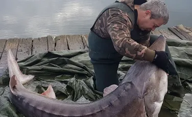 Un sturion dintr-un lac din România ”s-a lăsat” salvat. Plastic şi rafie, în gura peştelui