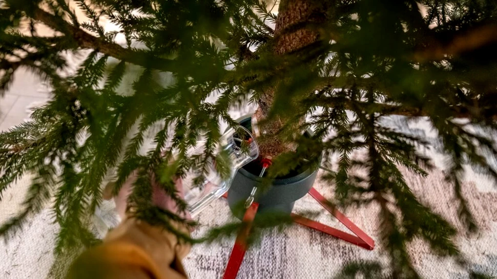 Ce pot face românii cu brazii de Crăciun?