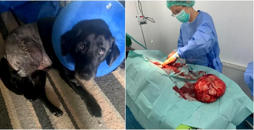 Un labrador a scăpat miraculos după ce medicii i-au extirpat o tumoare de mărimea unei „mingi de fotbal”
