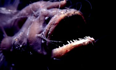 Imagini spectaculoase ale unor creaturi marine de mare adâncime