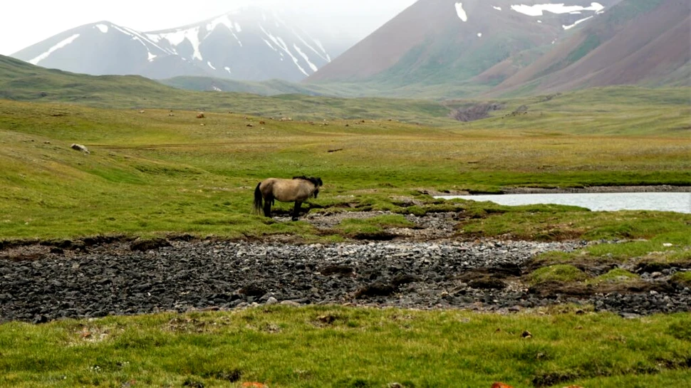 Tundra siberiană ar putea dispărea până la mijlocul acestui mileniu