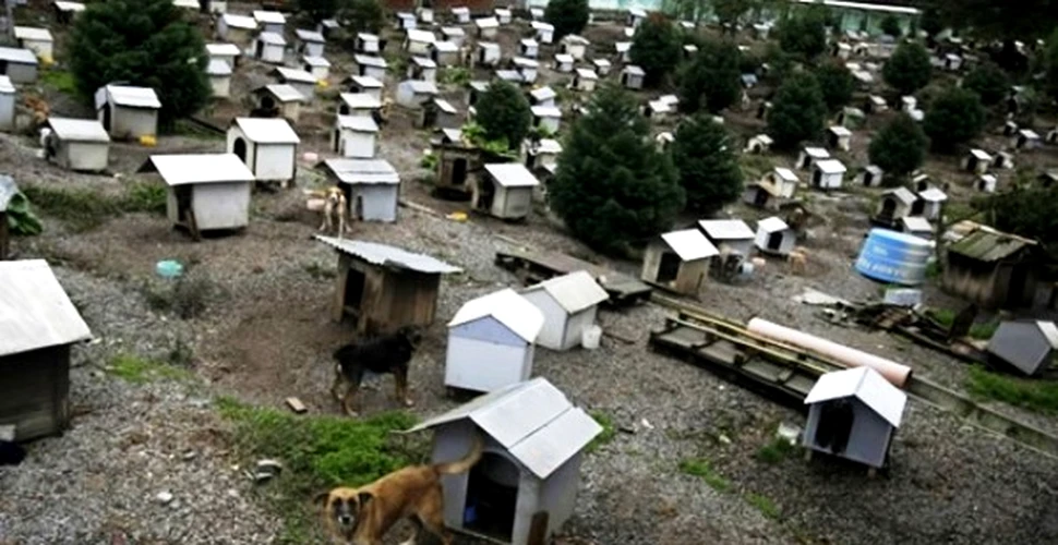 Brazilienii construiesc favelas pentru caini (FOTO)
