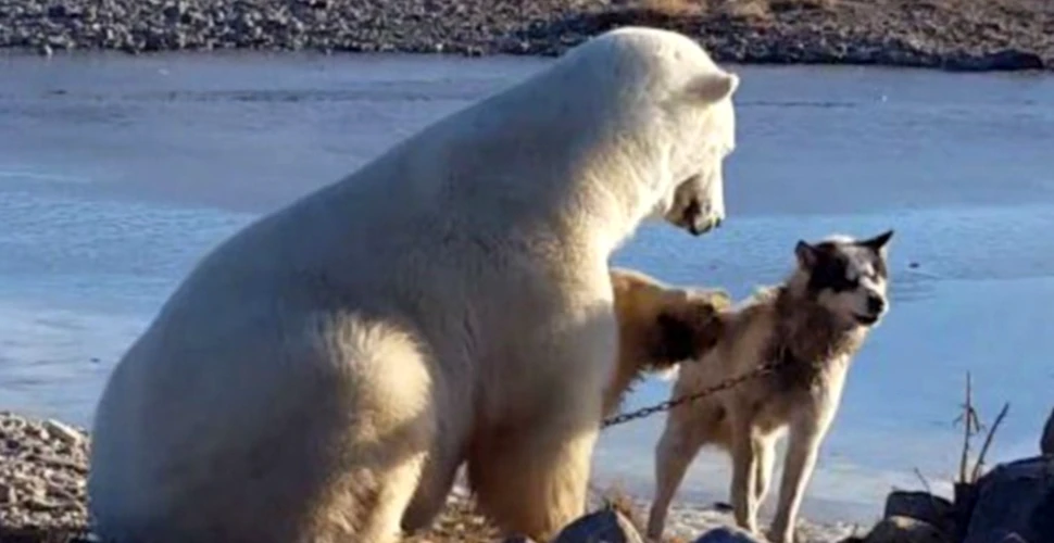 Lupta pentru supravieţuire este dură. La câteva ore după ce acest urs polar a fost filmat în timp ce mângâia un câine, a mâncat un întreg husky