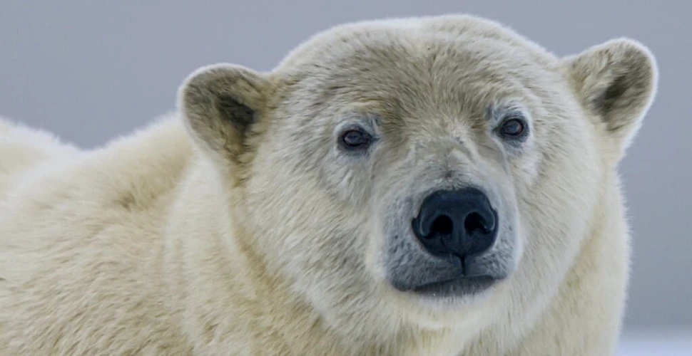 Test de cultură generală. Ce culoare are pielea urșilor polari?