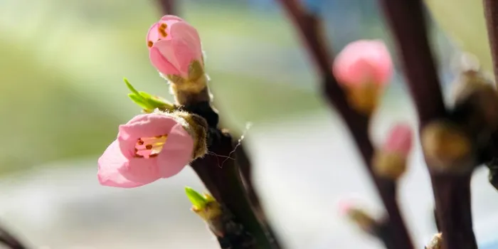 Echinocțiul de primăvară 2026: când este prima zi de primăvară?