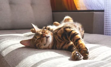 Somnul animalelor de companie: Cât dorm câinii și pisicile și ce spune asta despre sănătatea lor