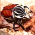 Cea mai mare insectă din lume riscă să dispară din cauza obsesiei noastre pentru ciocolată