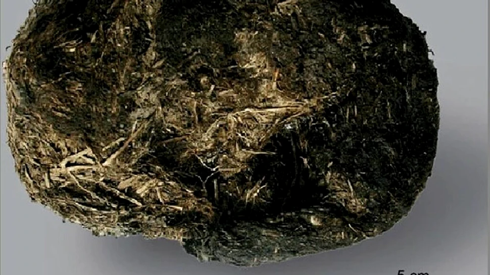 Creșterea pădurilor ar fi contribuit la dispariția mamiferelor mari din Europa Centrală antică