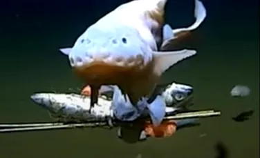 Un pește a fost filmat la o adâncime record în largul coastelor Japoniei