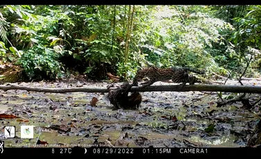 Lupta unui leneș cu un ocelot, surprinsă în imagini rare din Pădurea Amazoniană