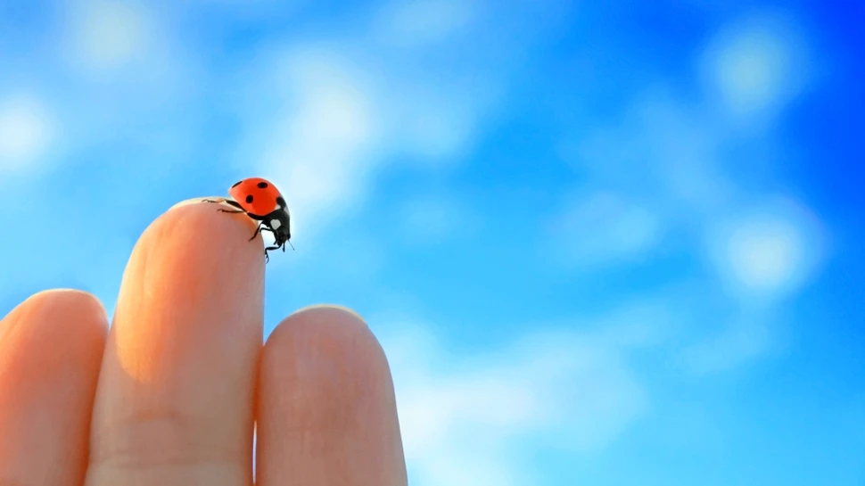 Detalii neştiute despre gărgăriţe. Micile creaturi sunt adevărate campioane în lumea insectelor