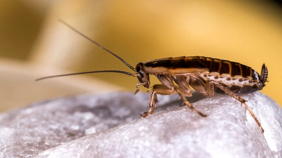 Un supliment alimentar dintr-o sursă neașteptată. „Laptele de gândac”  este mult mai hrănitor decât cel de vacă