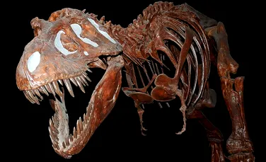 Tyrannosaurus rex era mai mare şi mai rău decât se credea