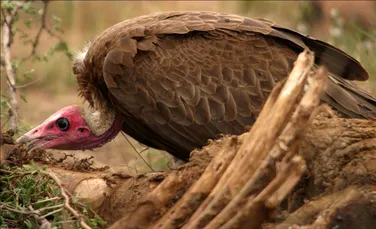 Uniunea Europeana salveaza vulturii flamanzi