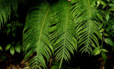 Cristale de elemente din pământuri rare au fost descoperite, în premieră, într-o plantă