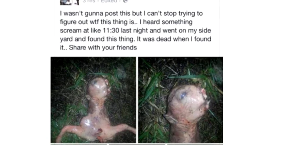 Creatura bizară pe care o femeie din California a găsit-o în curtea casei sale
