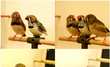 De ce au creat cercetătorii robotul care învață păsările să cânte?